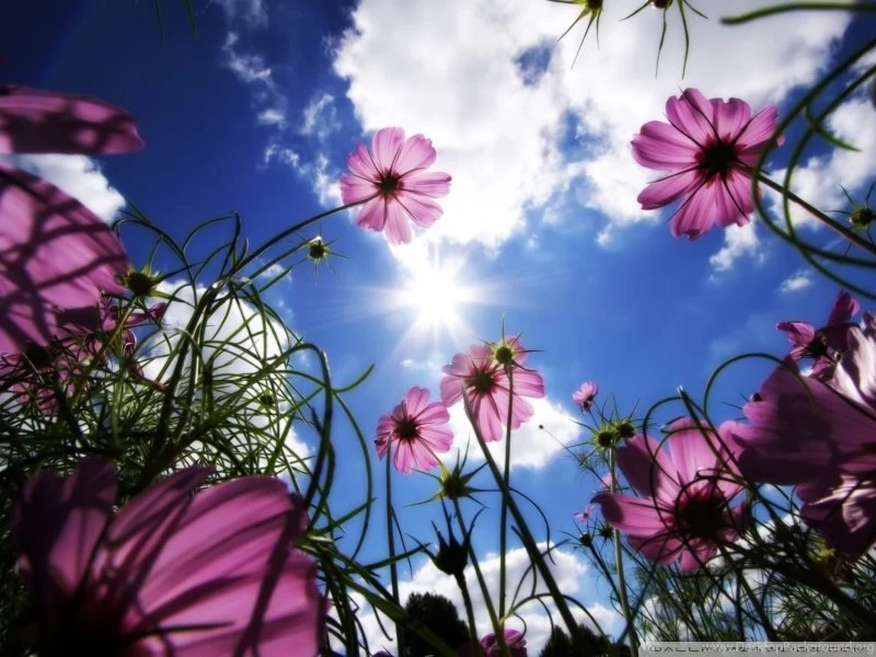 Beautiful Day HD Desktop Wallpapers : Widescreen : High Definition ...