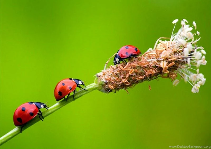 Cuegyo: Bugs Hd Wallpapers, Bugs Hd Wallpapers