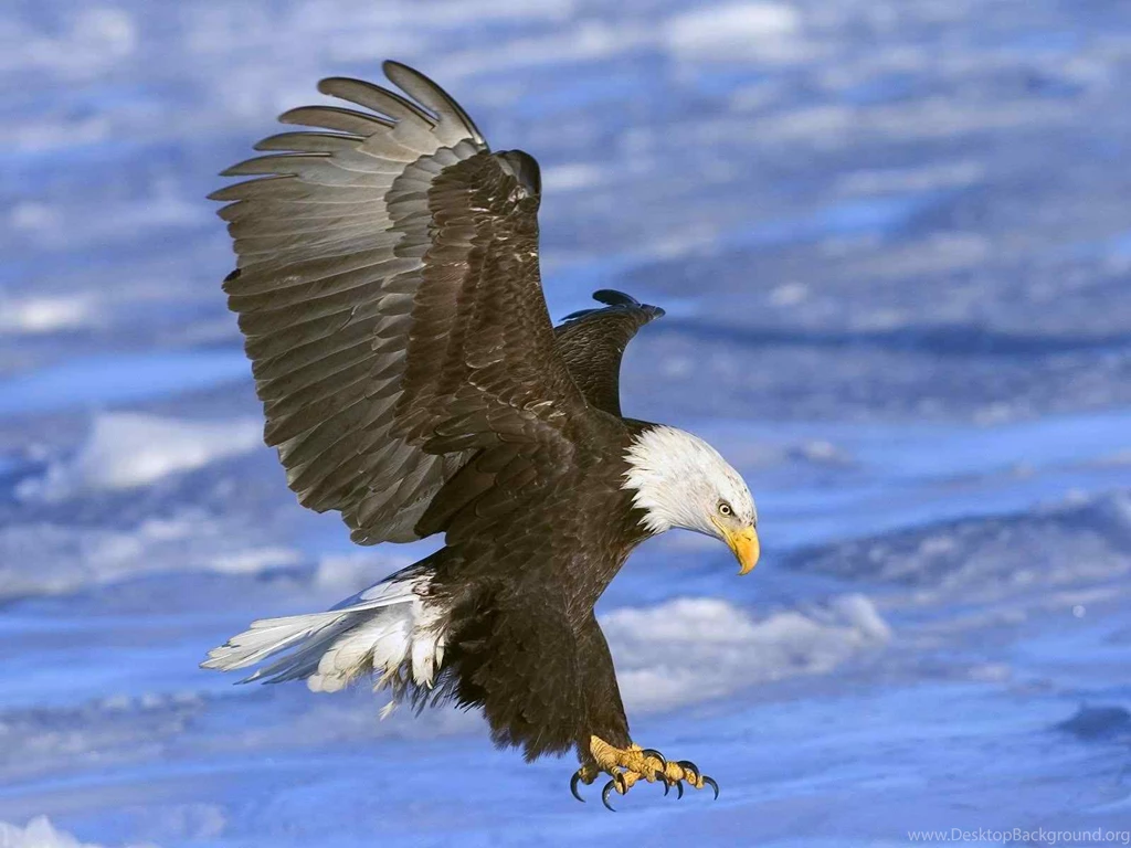 Flying Eagle HD Wallpapers   HD Wallpapers POP