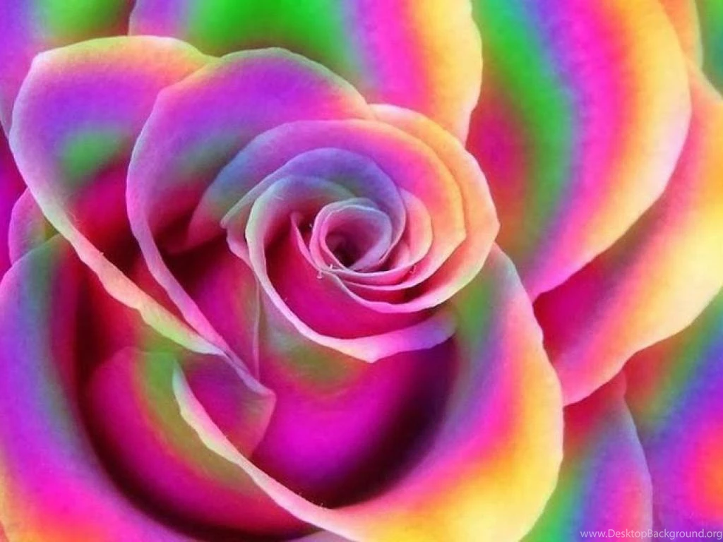 Top HD Rainbow Rose Wallpapers
