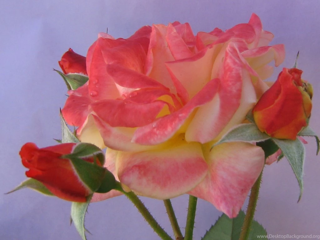 Colorful Roses Wallpapers