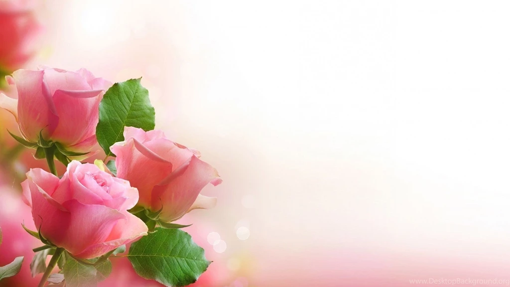 Love Roses Wallpapers 87, Rose Flower Images, Rose Pictures And ...