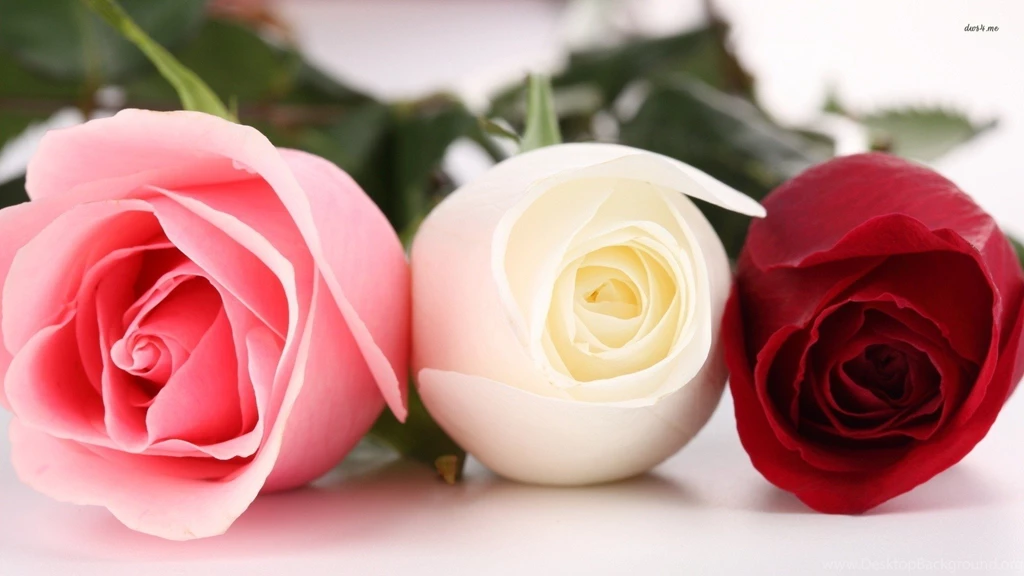 Tri color Roses Wallpapers, Rose Flower Images, Rose Pictures And ...