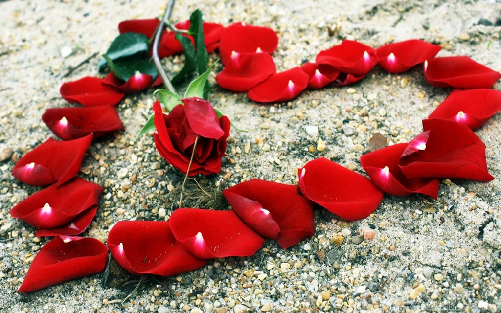 Rose Love Wallpapers