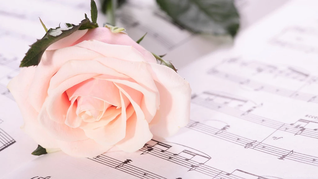 A Fresh Pink Roses Love Song Wallpaper, Rose Flower Images, Rose ...