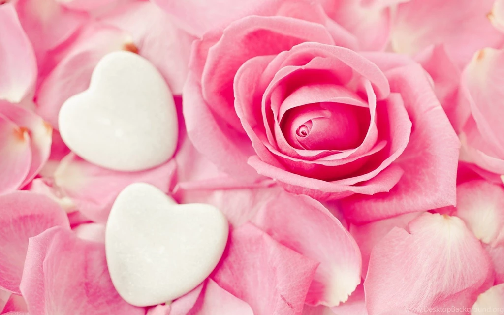 Rose Love Wallpapers