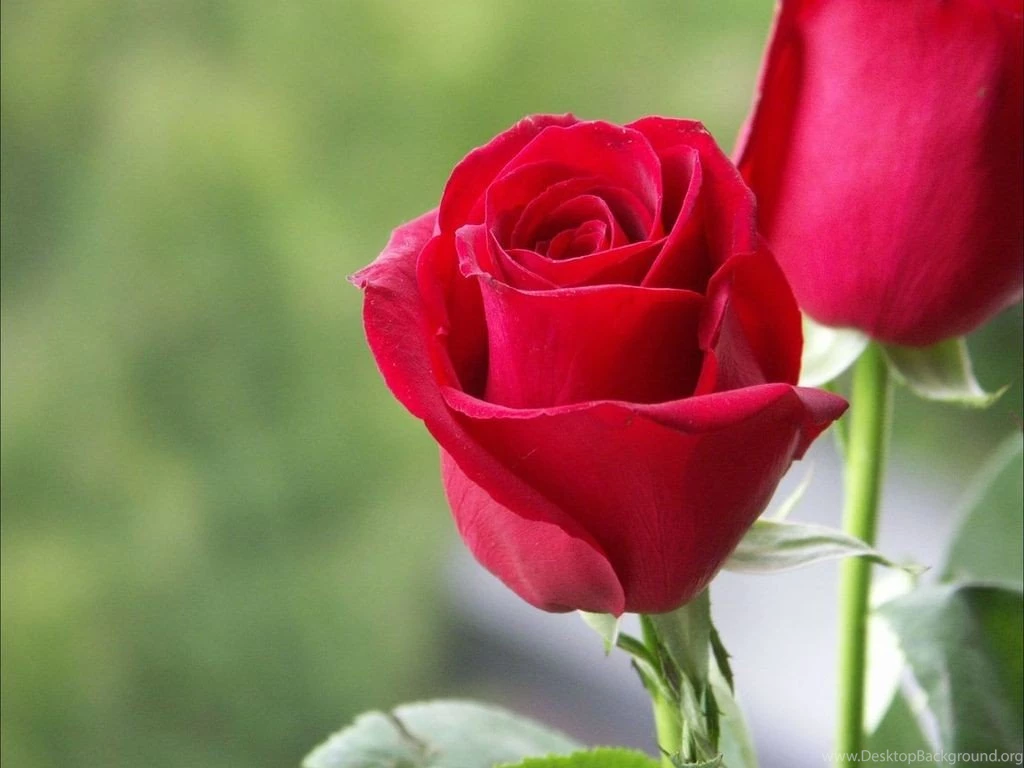 Wallpapers Rose Love Flowers Hd 1024x768