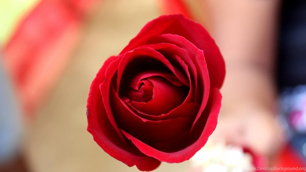 Red Rose Love Wallpapers