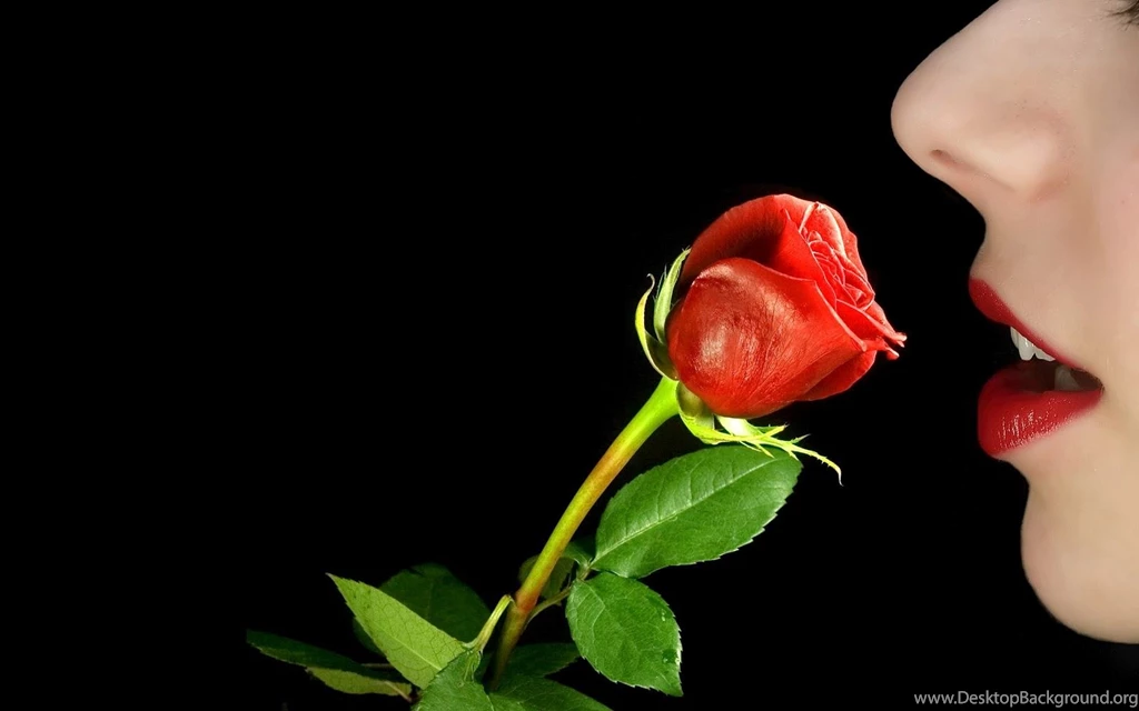 Lovely Rose Hd Wallpaper Images