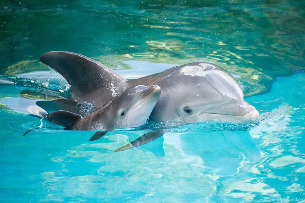 Dolphin Wallpapers