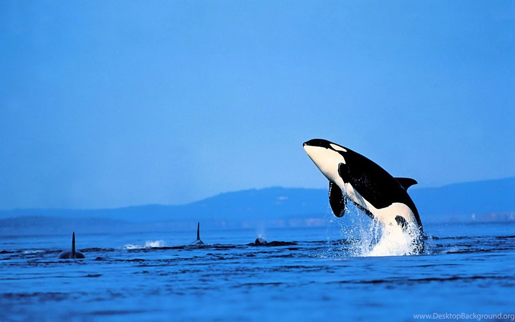 Ultra HD 4K Dolphin Wallpapers HD, Desktop Backgrounds 3840x2400