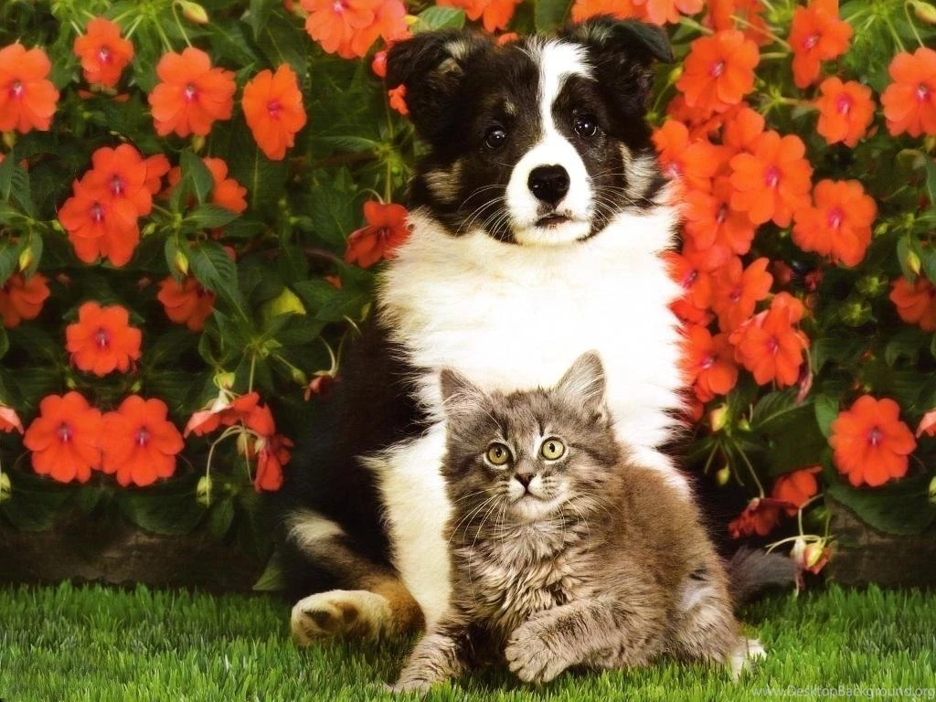 Pictures Of Kittens And Puppies All Wallpapers New Desktop Background