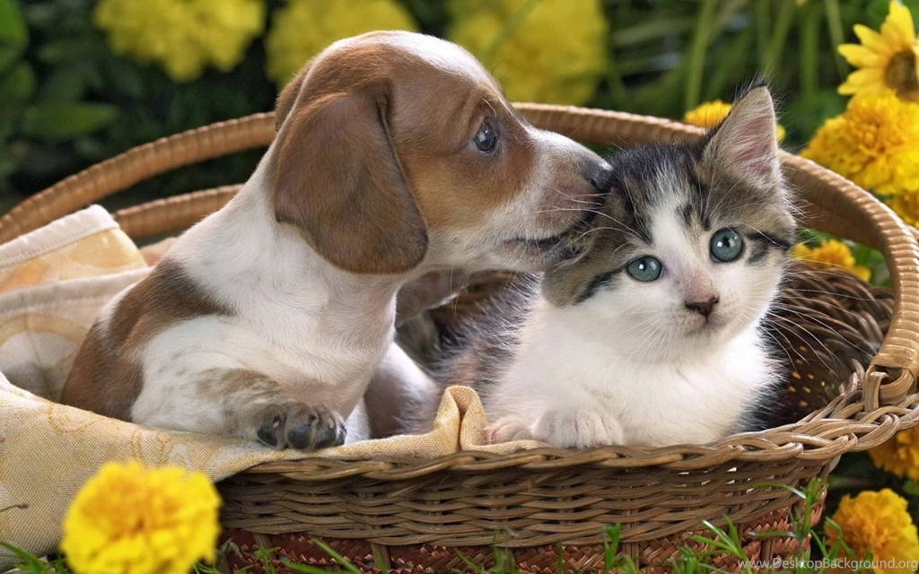 Cute Kittens And Puppies Together Wallpapers
