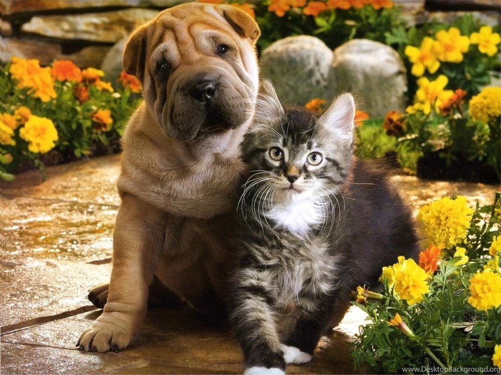 Cute Kittens And Puppies Together Wallpapers