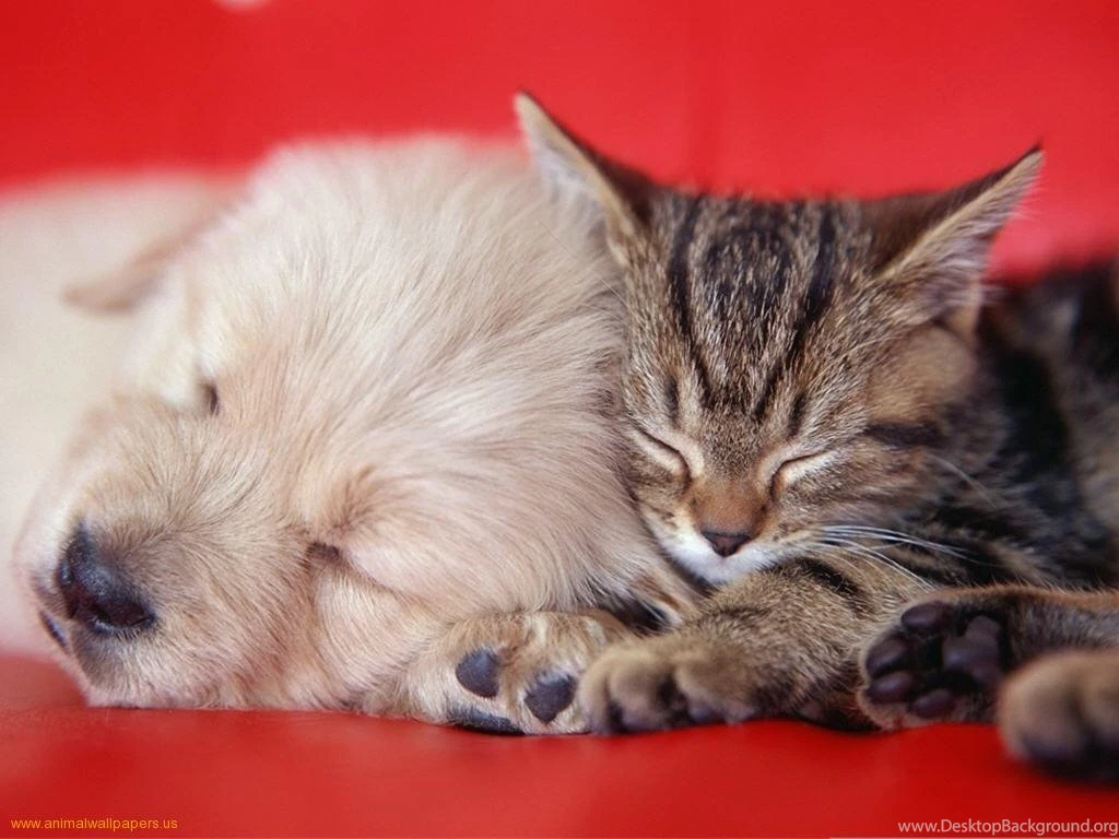 Wallpapers Puppy En Kitten Puppies And Kittens Best Friends ...