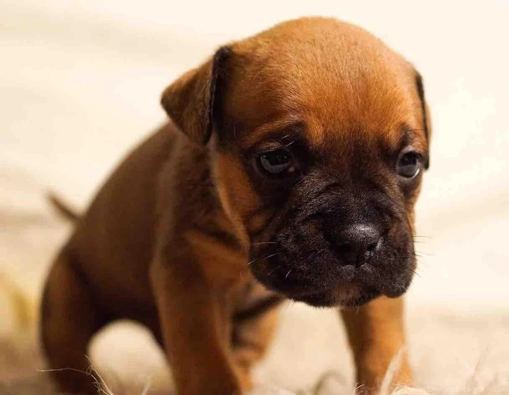 Kitten And Puppy Wallpapers   Android Apps On Google Play