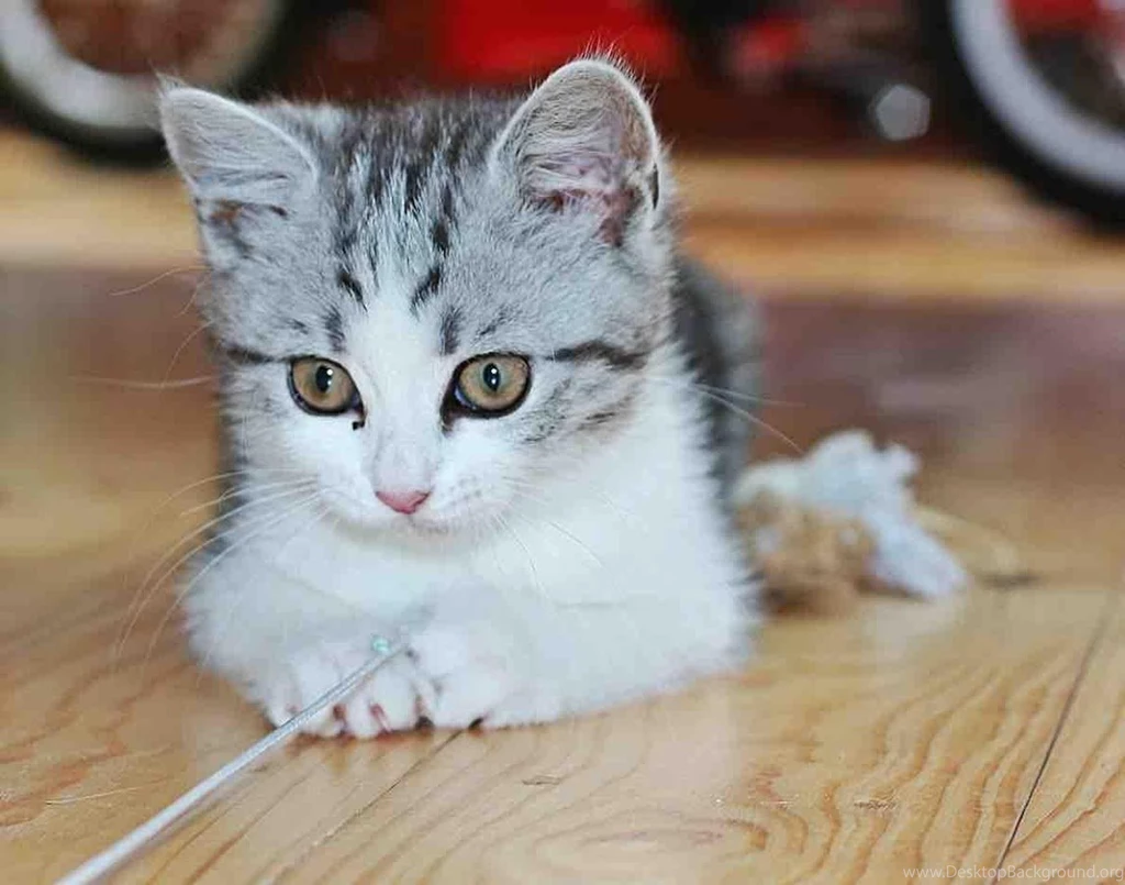 Kitten And Puppy Wallpapers Android Apps On Google Play