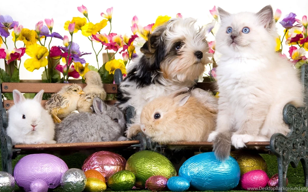 Kitten Dog Puppy Rabbits Chickens Eggs Flowers Easter Wallpapers ...