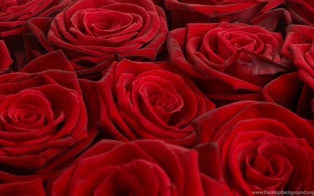 Wallpapers Rosas Red Full Bloom Roses 2560x1600