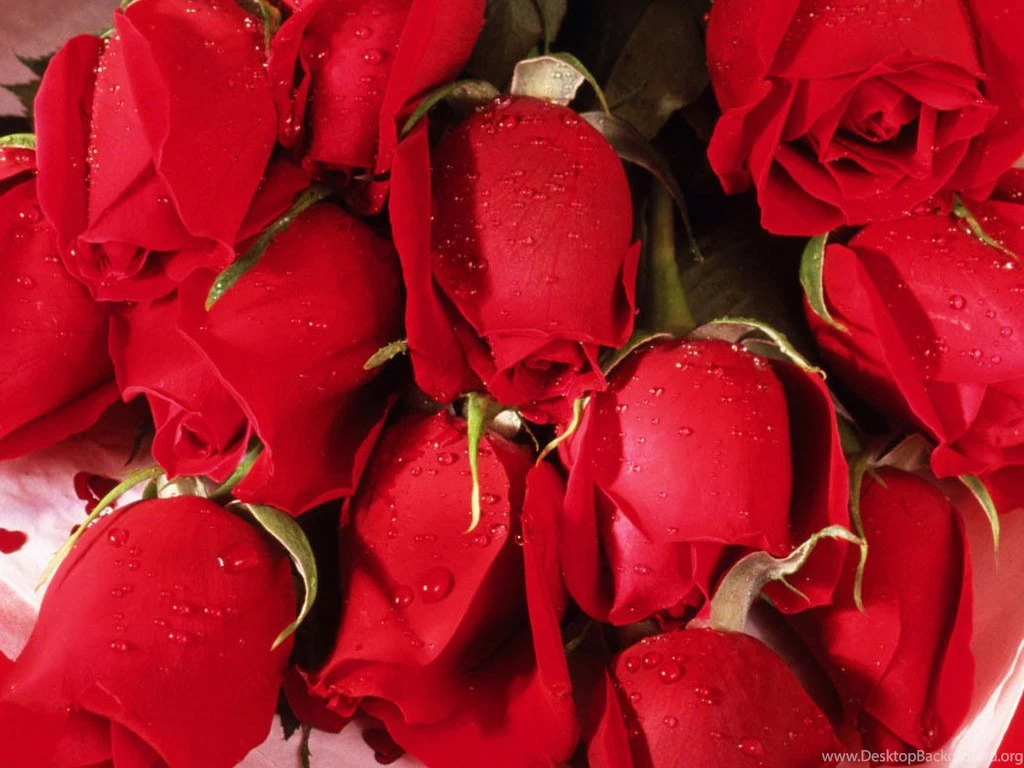 Only Red Roses High Quality Wallpapers