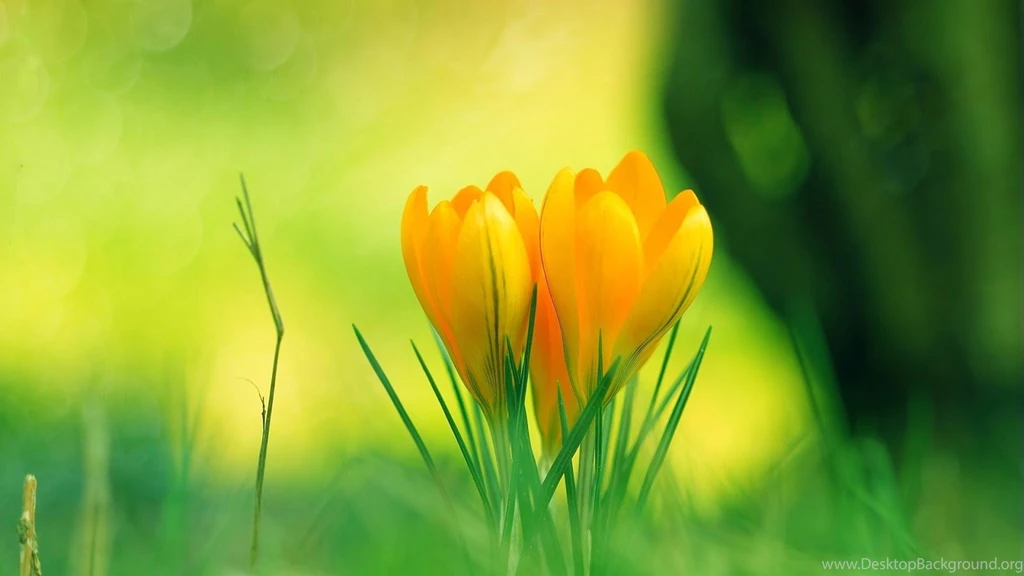 Flower Clock Free Wallpapers Android Apps On Google Play