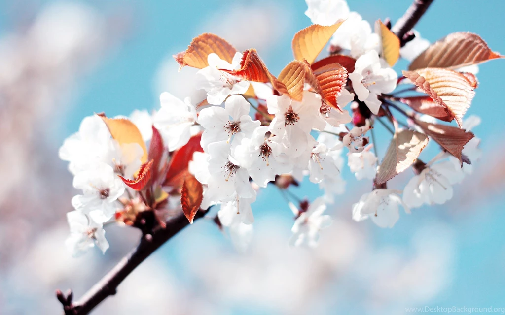 Beautiful Wallpapers Hd Collection (43+)