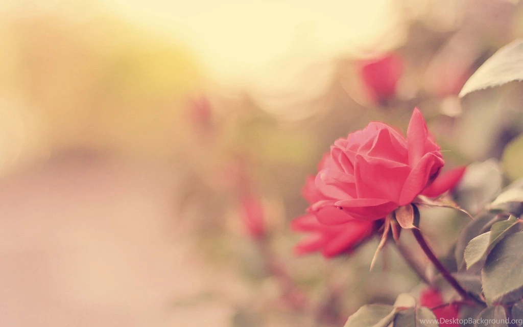 Pink Roses Wallpapers