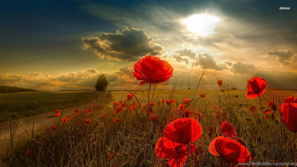 Poppy Wallpapers