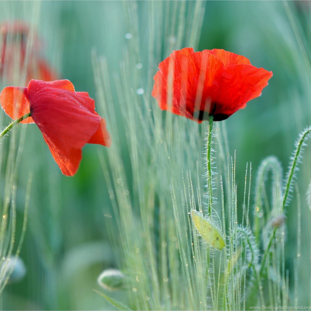Poppies iPad Air Wallpapers Download
