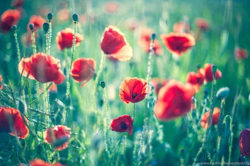 Flowers Poppies 2048x1363 Wallpapers – Nature Flowers HD Desktop ...