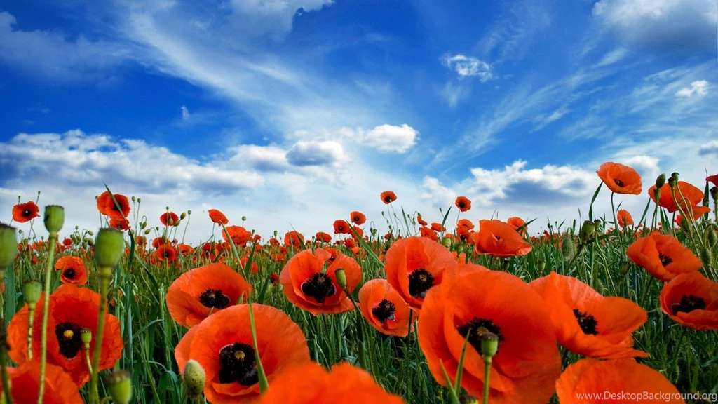 Meadow Of Red Poppies Wallpapers (