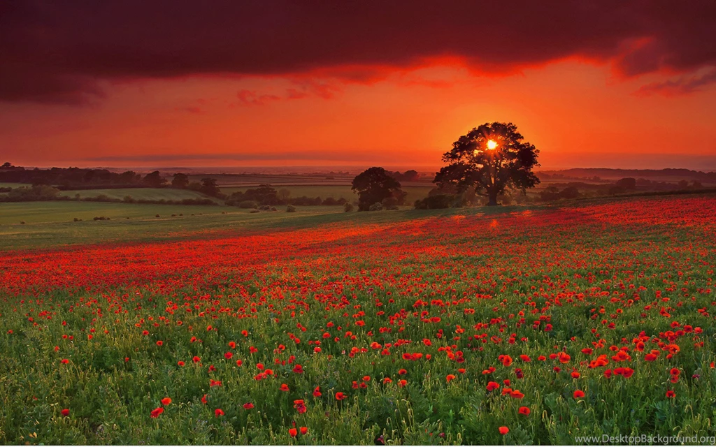 Sunset Poppies Field Landscapes