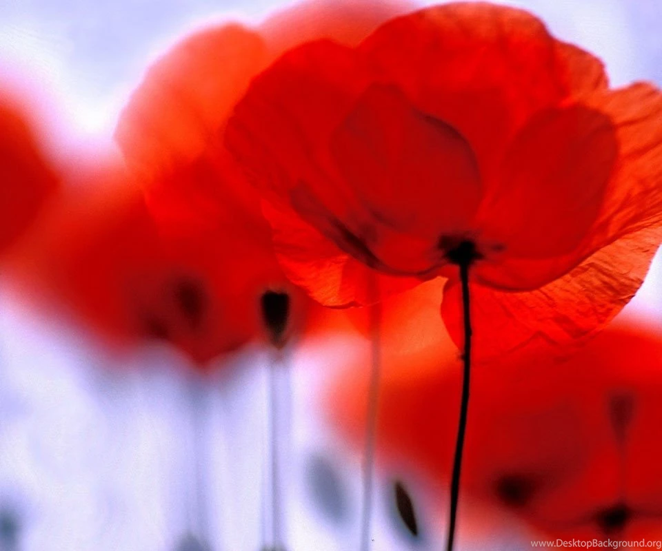 Poppies Blur Wallpapers