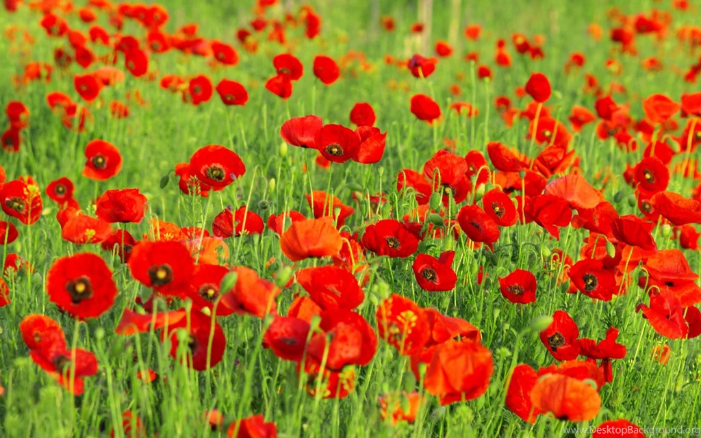 Poppies Wallpapers Poppy Green Hd Desktop Wallpapers