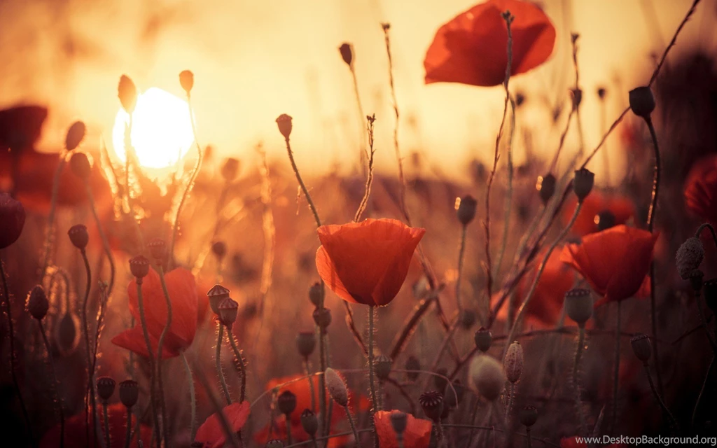 Sunny Day Flowers Poppies Field Nature HD Wallpapers OmWallpapers