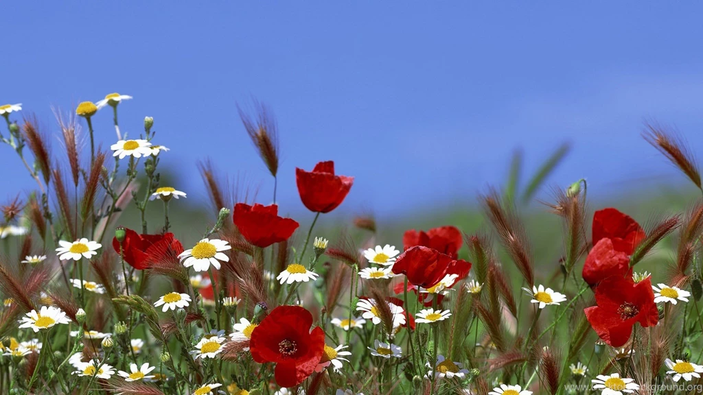 Poppies And Daisies, Poppy, Daisy, Flower, Flowers, 1920x1080 HD ...