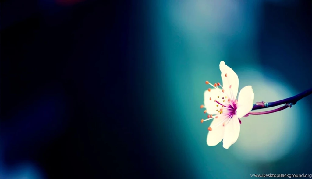 Really Pretty Backgrounds