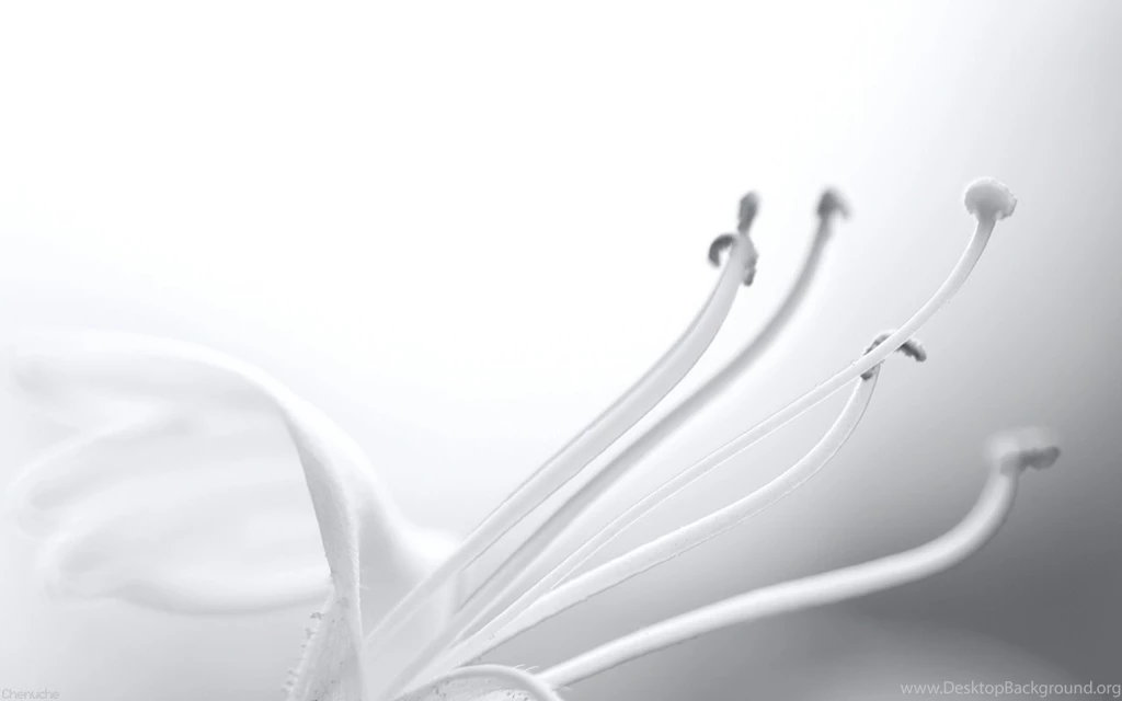 White Flowers On A Whiter Backgrounds Wallpapers