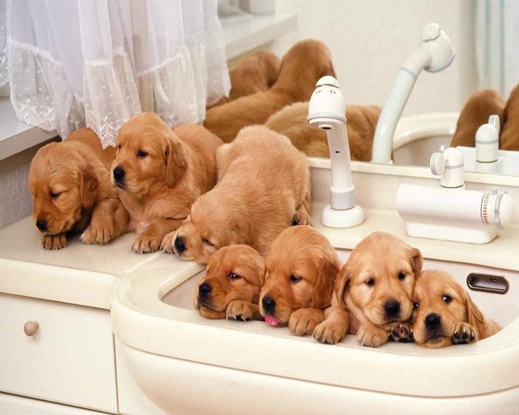 Free Hd Puppy Wallpaperpetite soumiselylye