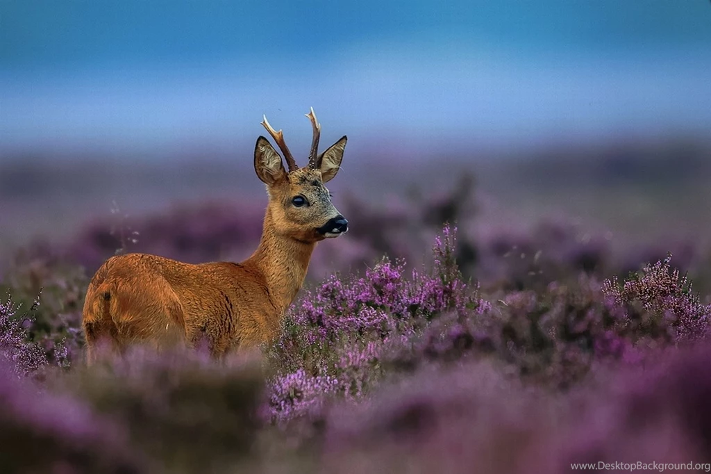 Deer Wallpaper Backgrounds