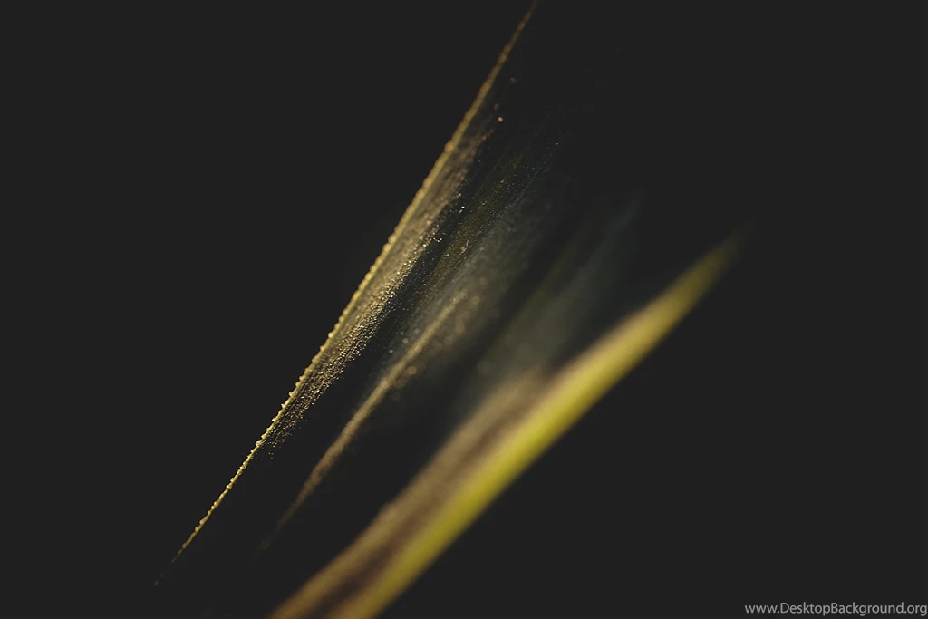 Golden Leaf Subtle Light Artistic Free Wallpapers HD