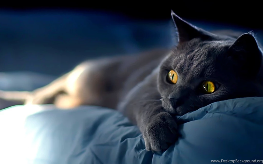 Black Siamese Cat Wallpaper Backgrounds