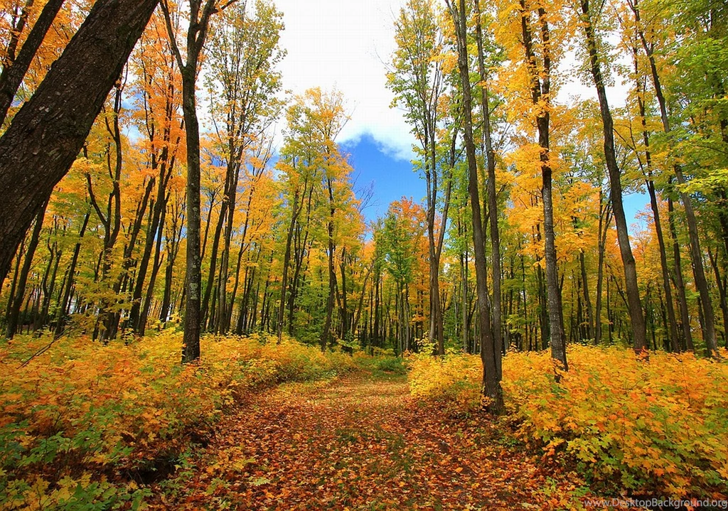 Forest Wallpaper Backgrounds