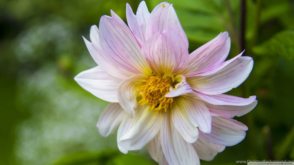 Decent Daisy HD Desktop Wallpapers : High Definition : Mobile ...