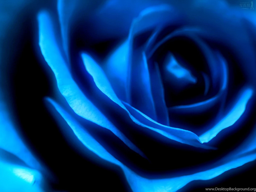 Blue Rose Desktop Wallpapers HD Images New