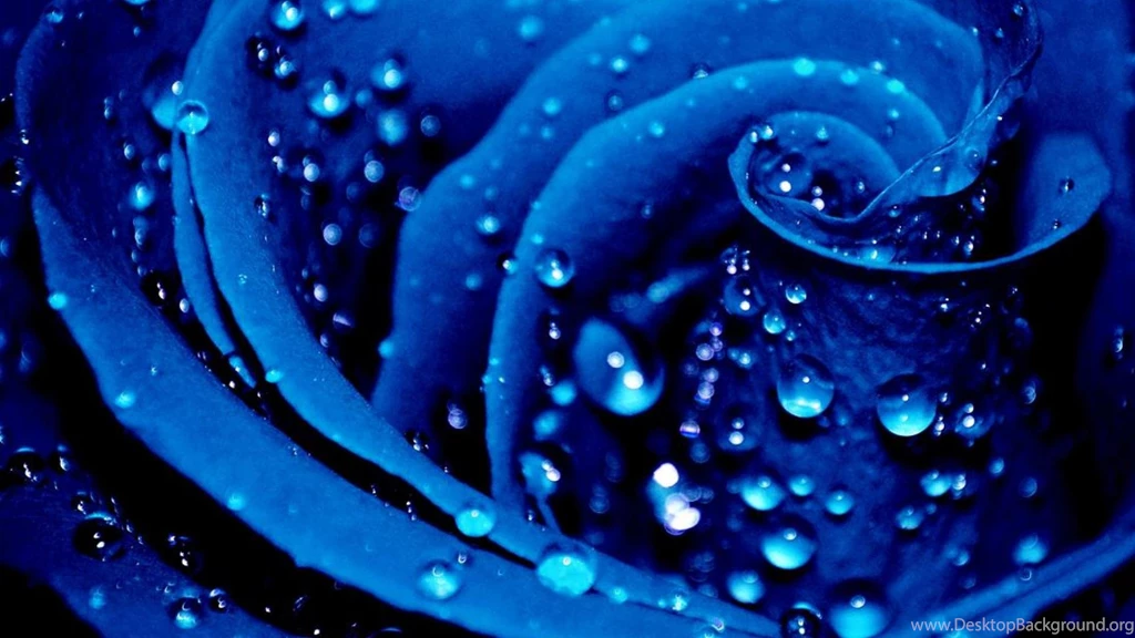 Blue Rose (