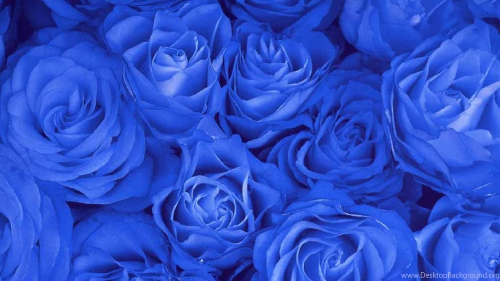 Blue Rose Wallpapers 18, Rose Flower Images, Rose Pictures And ...