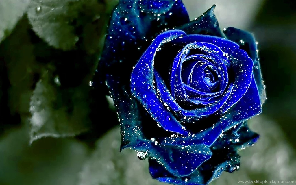 Blue Rose Black Backgrounds