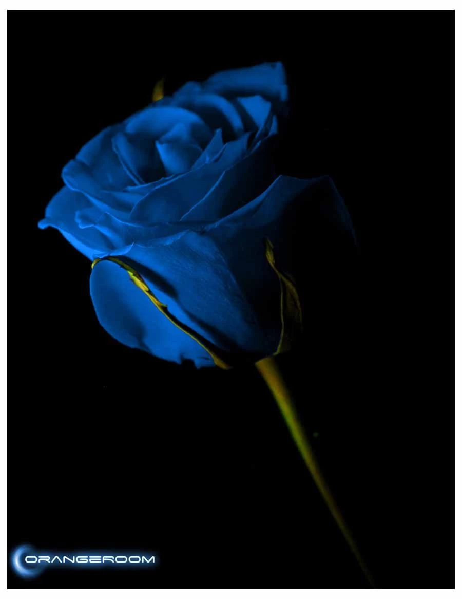 Benjol: Blue Rose Pictures