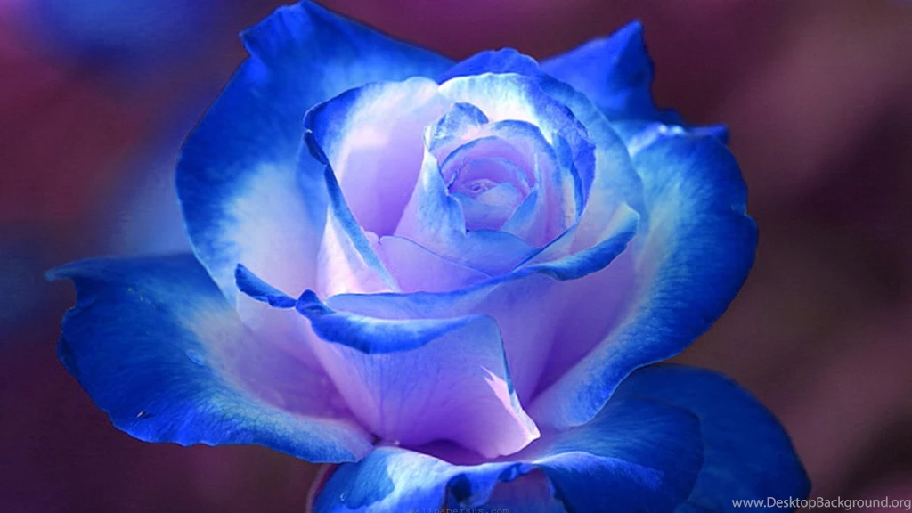 Blue Rose Atomized Backgrounds Wallpaper, Rose Flower Images, Rose ...